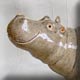 hand modelled ceramic hippo