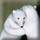 sculpture de deux jeuns ours polaires qui joutent