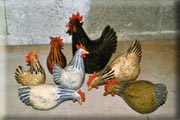 ceramic chickens