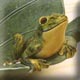 detail of frog bowl