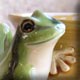 green tree frog on a pot