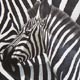 Zebra by Elisabeth Blain